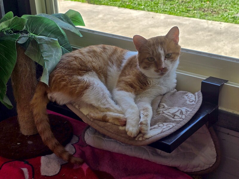 防毛孩春節生病　北市動保處提供看診醫院名單 (圖)