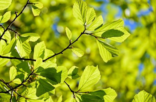 今「立春」回暖「春睏」恐加重！醫：養肝正當時　避免「喝1飲」